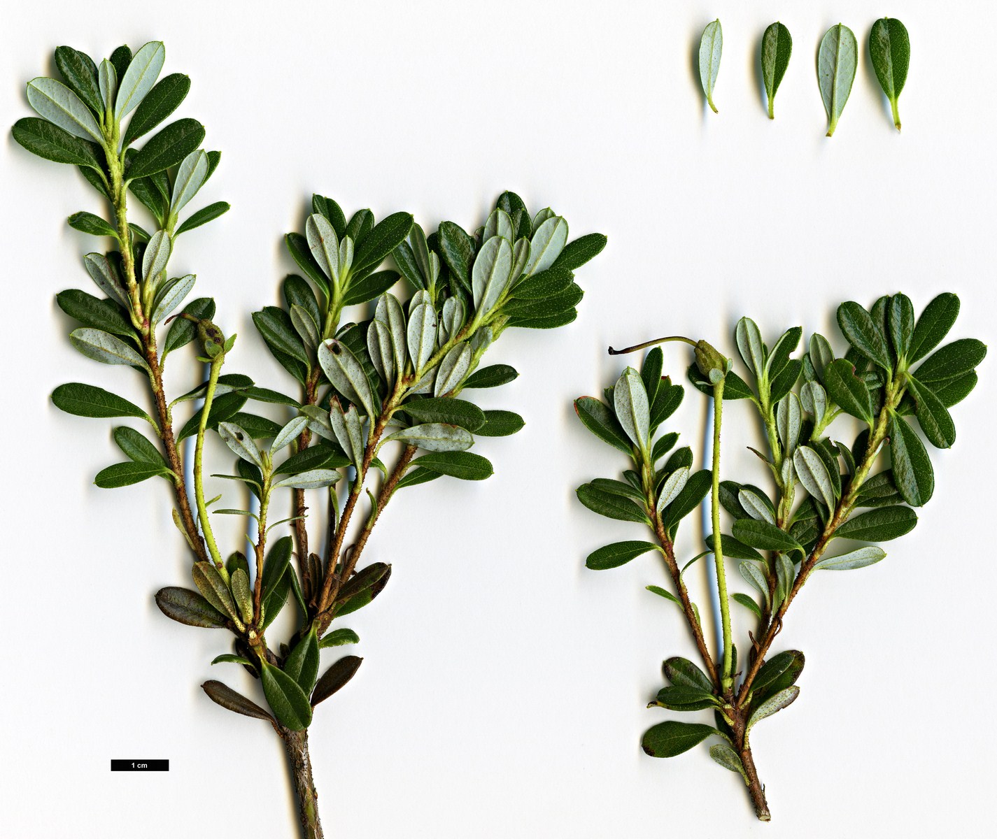 High resolution image: Family: Ericaceae - Genus: Rhododendron - Taxon: campylogynum - SpeciesSub: Myrtilloides Group
